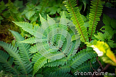 Beautiful ferns green leaves the natural fern in the forest and natural background in sunlight Stock Photo