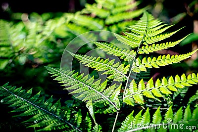 Beautiful ferns green leaves the natural fern in the forest and natural background in sunlight Stock Photo