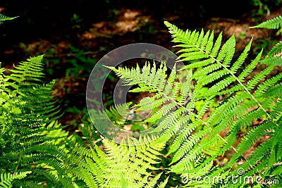 Beautiful ferns leaf in the forest in afternoon sunlight with blurry background. Nature fern leaves pattern background Stock Photo