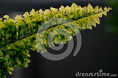 Beautiful ferns leaf green foliage natural floral fern dark black background close up Stock Photo