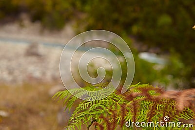 Beautiful ferns leaves Stock Photo