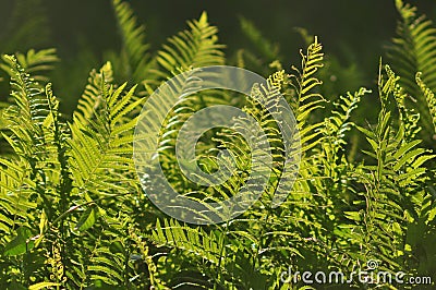 Beautiful ferns leaves green foliage natural floral fern background in sunlight. Stock Photo