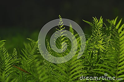 Beautiful ferns leaves green foliage natural floral fern background in sunlight. Stock Photo