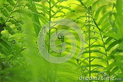 Beautiful ferns leaves green foliage natural floral fern background in sunlight. Stock Photo