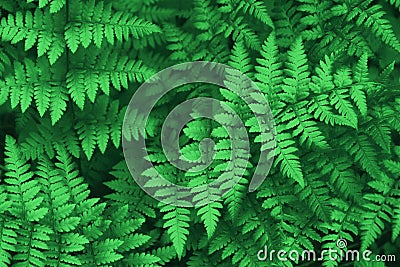Beautiful ferns leaves green foliage natural floral fern background Stock Photo