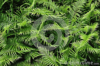 Beautyful ferns leaves green foliage natural floral fern background in sunlight. Stock Photo