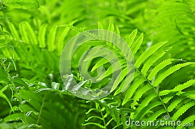 Beautiful ferns leaves green foliage natural floral fern background in sunlight. Stock Photo