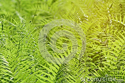 Beautiful ferns leaves with sunshine in morning Stock Photo