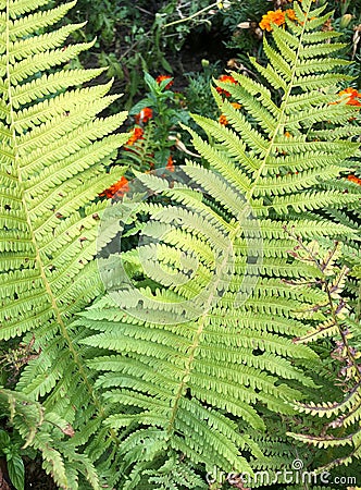 Beautiful ferns leaves Rain drops on fern leaves, natural background,Green Black Texture Stock Photo