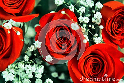 Beautiful festive bouquet of bright red roses Stock Photo