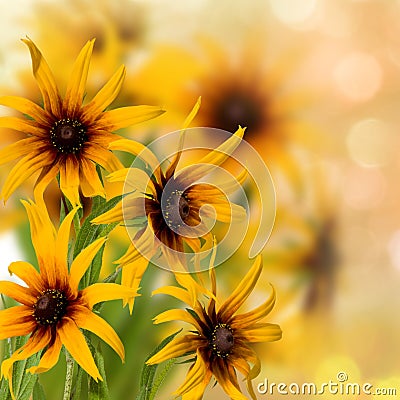 beautiful festive flowers on colorful background Stock Photo