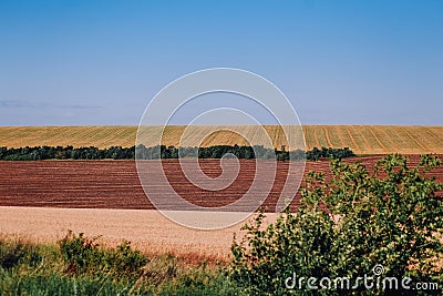 beautiful field agricultural crops row stripes waves Stock Photo