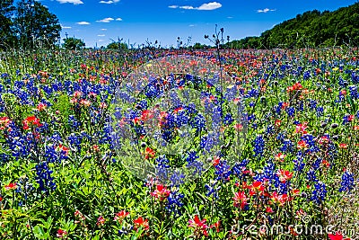 A Beautiful Field Blanketed with the Famous Bright Blue Texas Bluebonnet and Bright Orange Indian Paintbrush Stock Photo