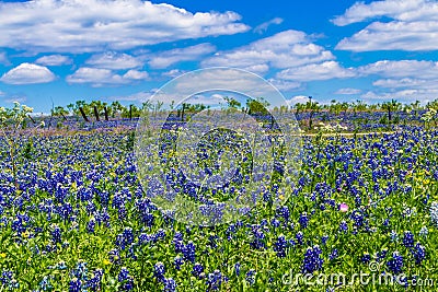 A Beautiful Field Blanketed with the Famous Texas Bluebonnet (Lupinus texensis) Wildflowers. Stock Photo