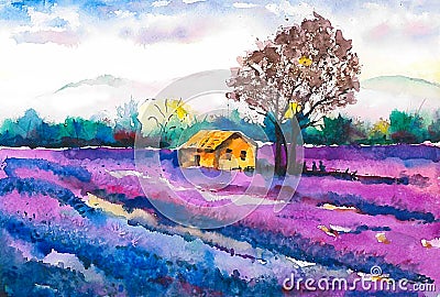 A beautiful field with blooming lavender and a lonely farmer`s house Stock Photo