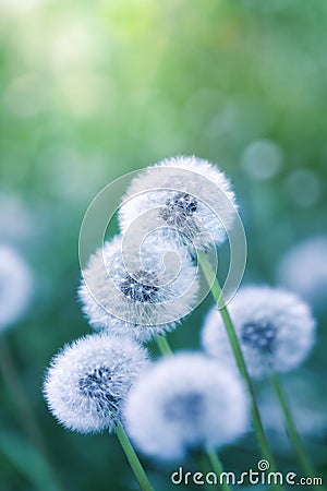 Beautiful field of dandelion flowers in green nature background, macro Stock Photo