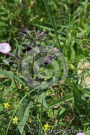 Beautiful field flower Stock Photo