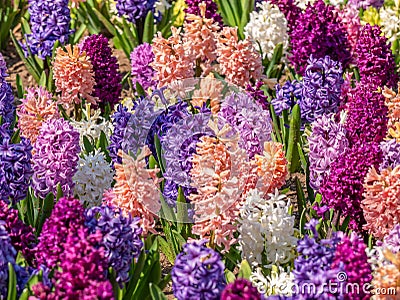 Beautiful field with Hyacinthus orientalis, the common hyacinth, garden hyacinth or Dutch hyacinth colored flowers Stock Photo