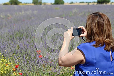 Beautiful field lavender photographing person smell flowers color Editorial Stock Photo