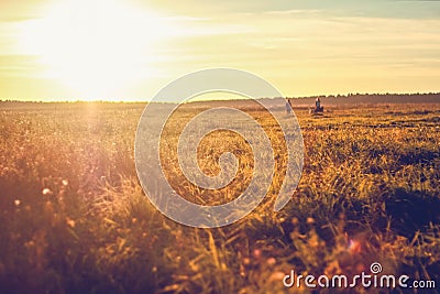Beautiful field meadow the sun is shining the grass is green the sunset Stock Photo