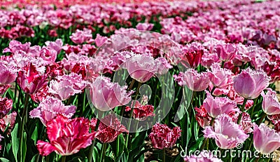 Beautiful field of pink and red tulips on blurry background Stock Photo