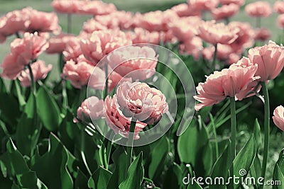 Beautiful field of pink tulip flowers in sunlight with vintage toned. Stock Photo