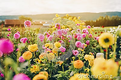 Beautiful field with pink and yelllow dahlia flowers Stock Photo