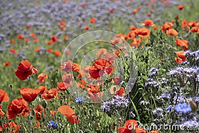 Beautiful field with poppies and phacelia flowers. June holidays in Poland, West Pomerania Stock Photo