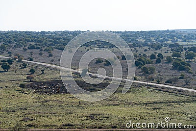 A beautiful field with trees Stock Photo