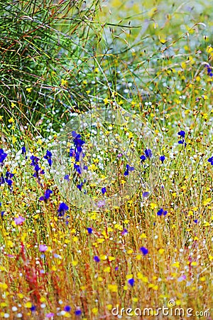 Beautiful the field Utricularia Stock Photo