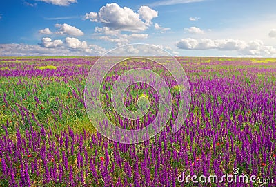 Beautiful field with violet flowers, red poppies and cloudy sky Stock Photo