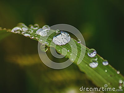 Nameless wildflower In Colombia Stock Photo