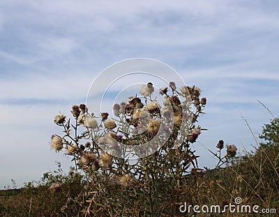 Beautiful fields with thistles Stock Photo