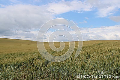 Beautiful fields with wheat Stock Photo