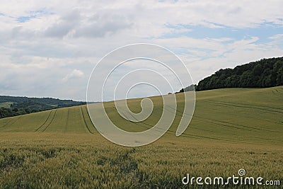 Beautiful fields with wheat Stock Photo