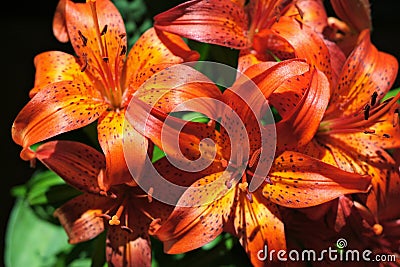 Beautiful fiery red lily flowers Stock Photo