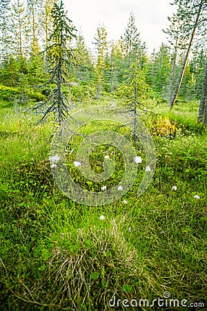 A beautiful Finnish forest landscape Stock Photo