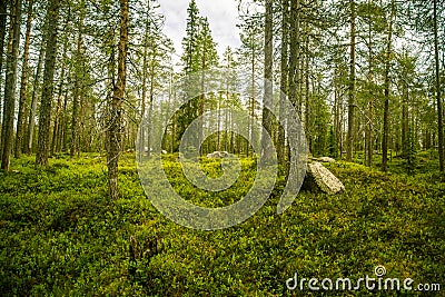 A beautiful Finnish forest landscape Stock Photo