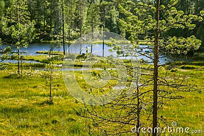 A beautiful Finnish forest landscape Stock Photo