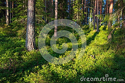 Beautiful finnish forest at sunrise light landscape Stock Photo