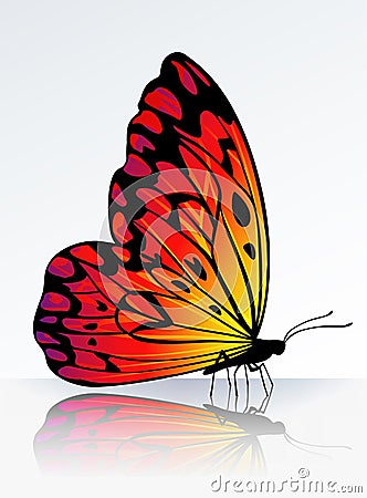 Beautiful fire-colored butterfly Vector Illustration