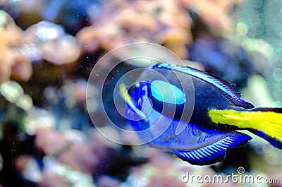 Beautiful fish Stock Photo