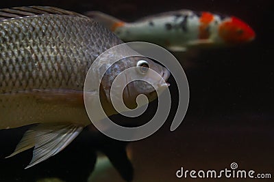 Beautiful fish under water close-up Stock Photo