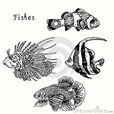 Beautiful fishes collection, Clownfish, red lionfish, schooling bannerfish, siamese fighting fish. Ink black and white doodle Vector Illustration