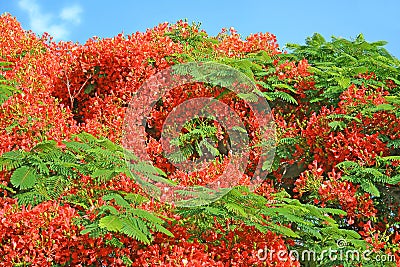 Beautiful Flame tree delonix regia flowers Stock Photo