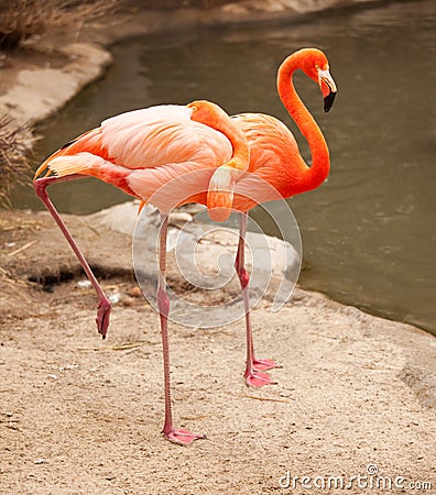 Beautiful Flamingo Couple Rest Stock Photo