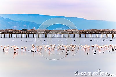 Beautiful flamingo group in the water in Delta del Ebro, Catalunya, Spain. Copy space for text. Stock Photo