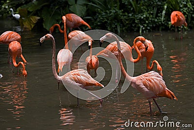 Flamingos, Jurong Bird Park, Singapore Stock Photo