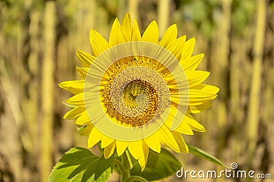 Beautiful flawless sunflower with green leaves in a sunflower field, close-up isolated against natural background Stock Photo