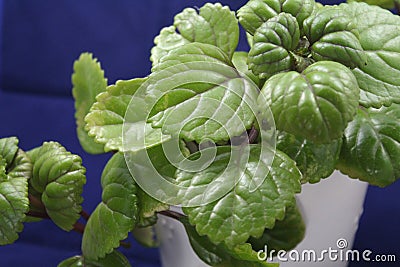 Beautiful floor of the intense green money that gives luck Stock Photo